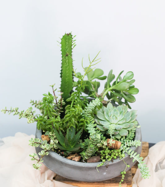 succulent garden nyc