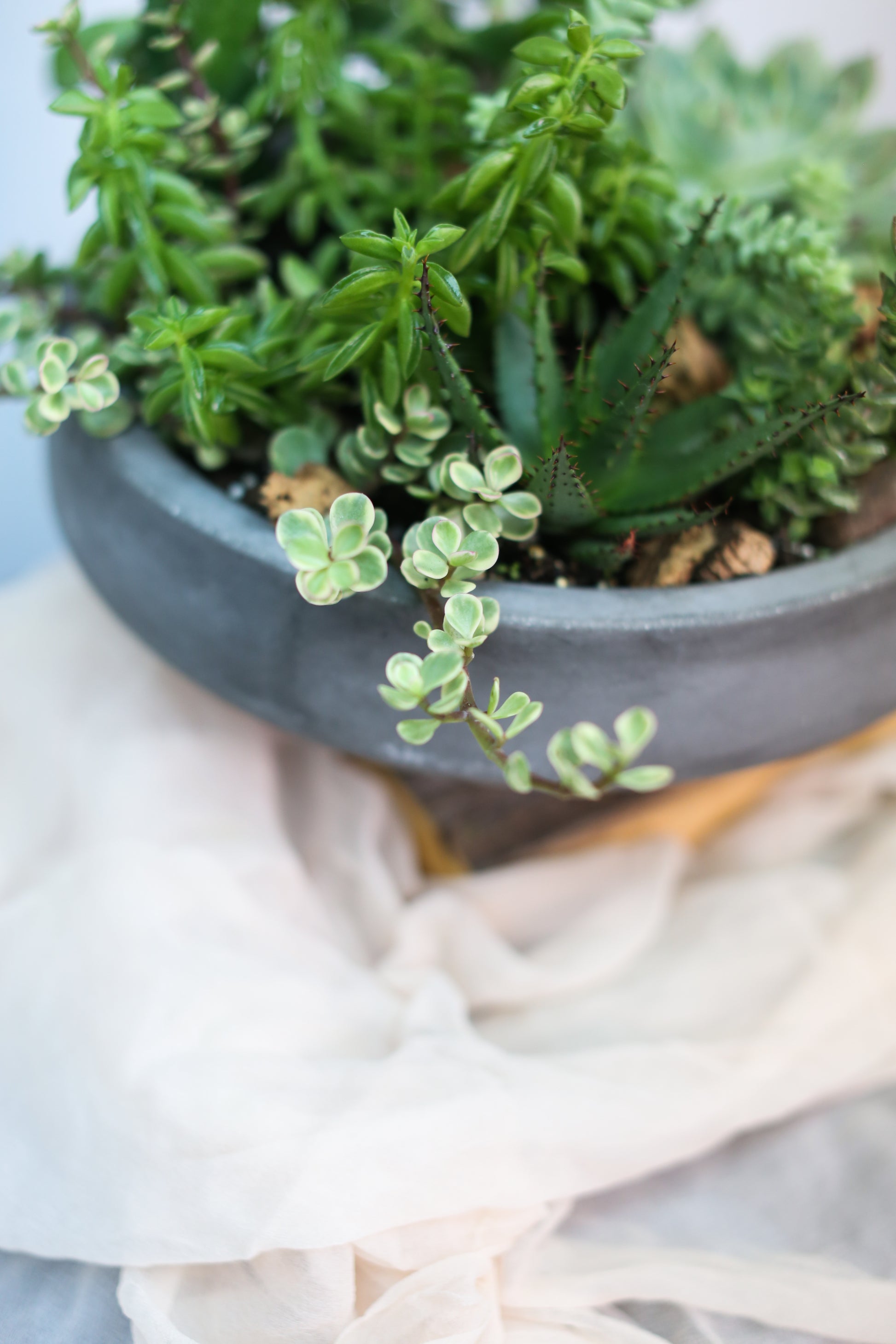 succulent plants nyc Succulent Garden