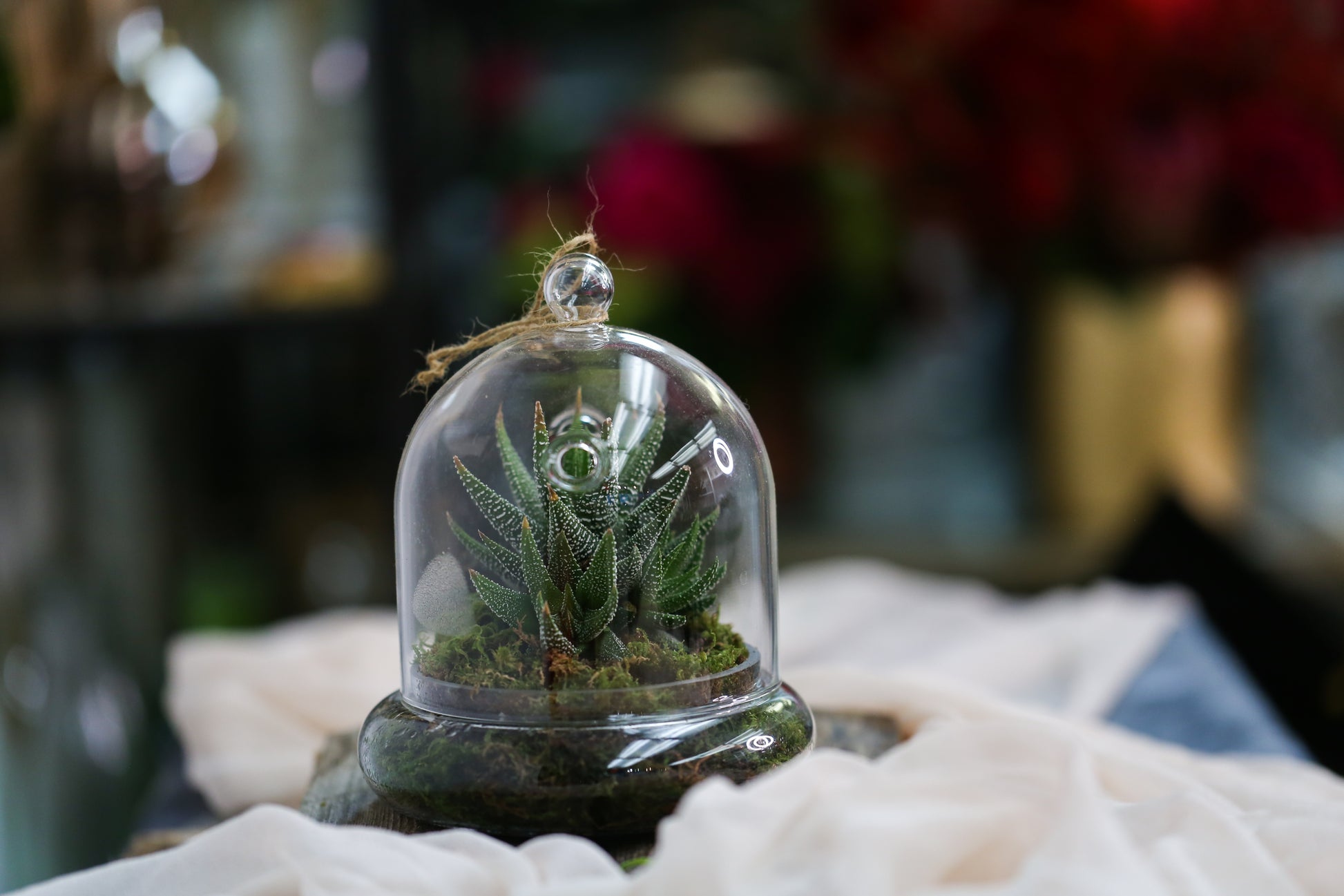succulent terrarium gifts Succulent Terrarium