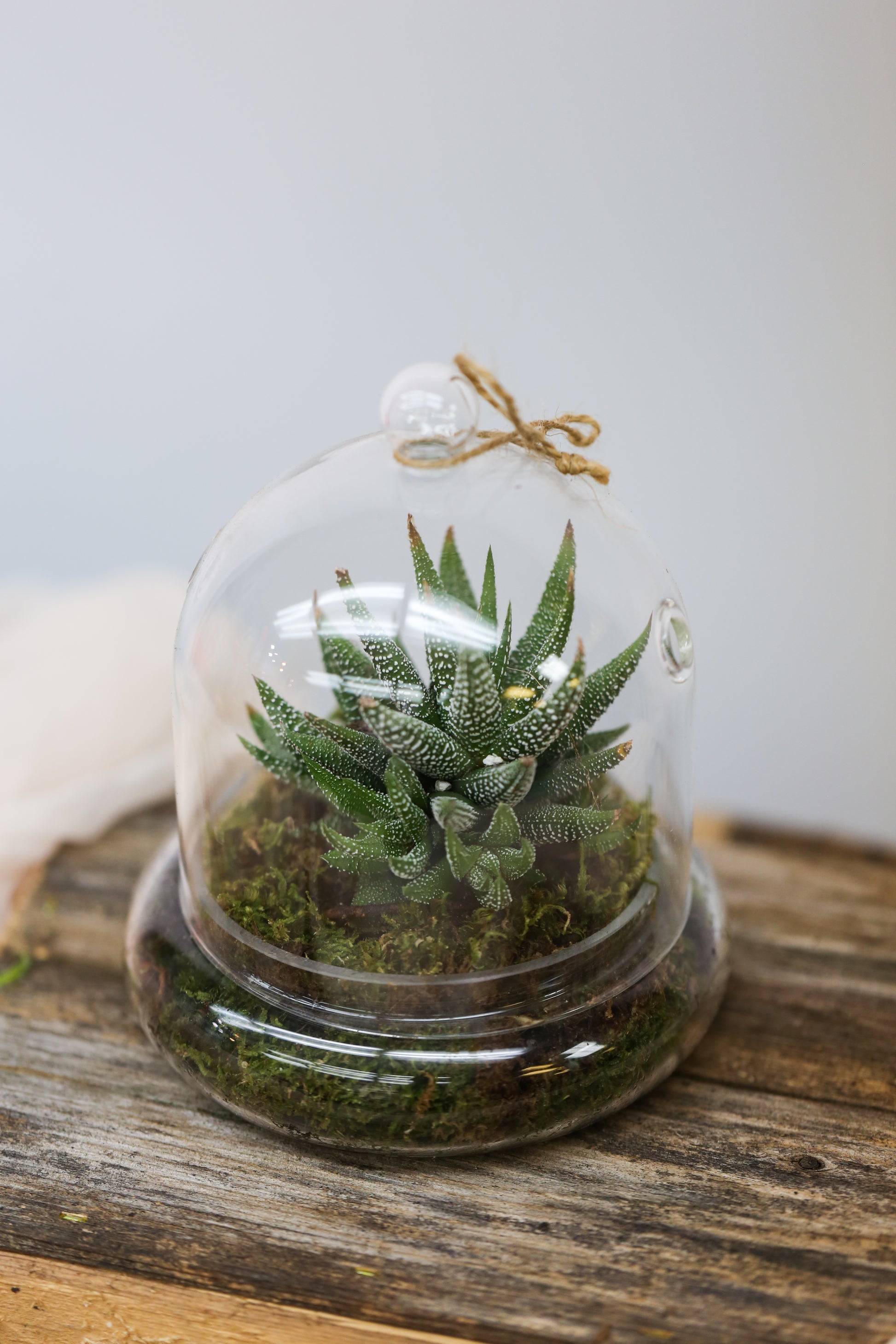 succulent terrarium gifts Succulent Terrarium