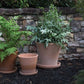 The terracotta clay Cathern pot has a drainage hole, and saucer. It has been designed for outdoor use. **Plants are sold separately**  Tropical houseplants. Spider plant, earthen pot. instant, repot into bigger pot, grow, houseplant pot, houseplant pot, tree, soil,  health and wellness, plant gift idea, home decor, coastal decor, luxury home decor. 