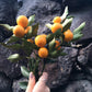 Kumquat Tree | Citrus Japonica