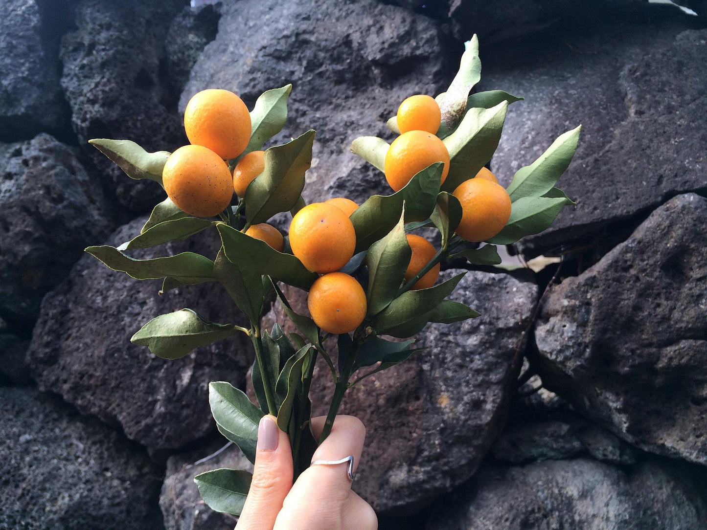 Kumquat Tree | Citrus Japonica