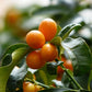 Kumquat Tree | Citrus Japonica