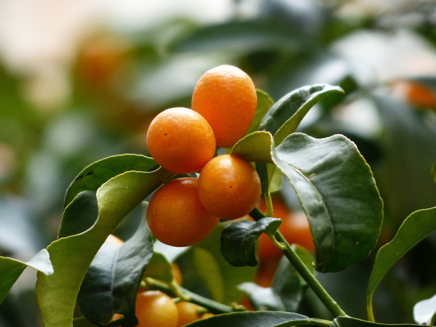 Kumquat Tree | Citrus Japonica