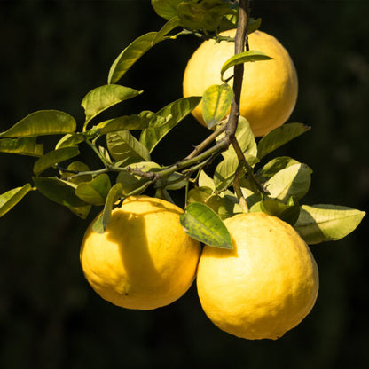 Ponderosa Lemon Tree
