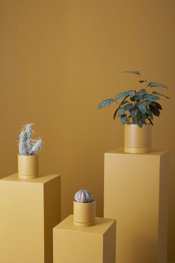 Jòn Abriko Pot